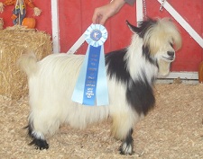 Bells Goats Elvis